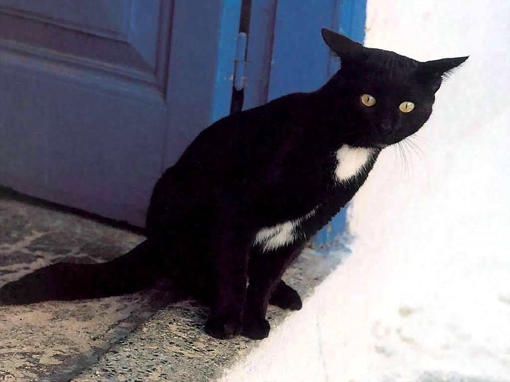 Gatti (231)